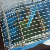 عروس هلندی گم شده