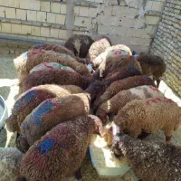 ارگانیک پروارسالم وگوسفند زنده