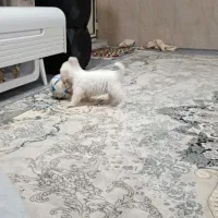 سگ باهوش نژاد شیتزو|سگ|اردبیل, |دیوار