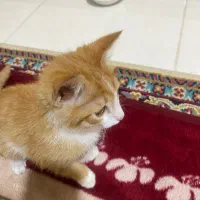 واگذاری رایگان گربه|گربه|کرمان, |دیوار