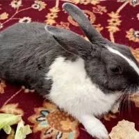 واگذاری خرگوش نر به علت جا به جایی