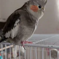 طوطی عروس رام و دستی