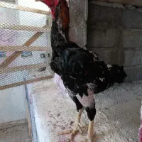 مرغ.خروس .لار. محلی