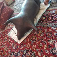 هیز بیست کیلوی