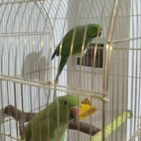 طوطی ملنگو جفت مولد|پرنده|چهارباغ, |دیوار