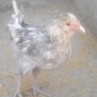 ماکیان|حیوانات مزرعه|بیجار, |دیوار