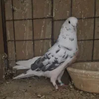 سه عدد نر کفتر پرشی