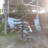 فروش و عرضه مستقیم پالم سیکاس و یوکا|خدمات باغبانی و درختکاری|نوشهر, |دیوار