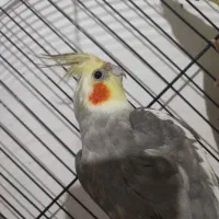 عروس هلندی 800|پرنده|دورود, |دیوار