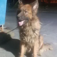 سگ ژرمن کینگ|سگ|قرچک, میرزائی جنوبی|دیوار