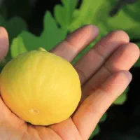 پیشفروش نهال انجیر عسلی با شرایط چک|خدمات باغبانی و درختکاری|بوکان, |دیوار