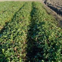 نهال کاموروس