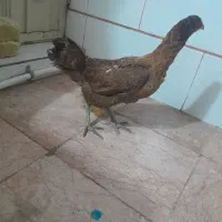 مرغ محلی لاری