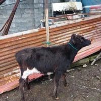 فروش گوساله دورگ محل|حیوانات مزرعه|حویق, |دیوار