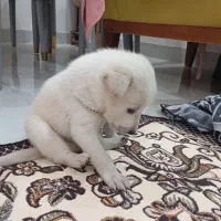 واگذاری ب کسی ک بتونع این حیوونو تو اتاق نگهدارع|سگ|کوچصفهان, |دیوار