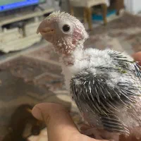 جوجه گیرینچیک آناناسیض