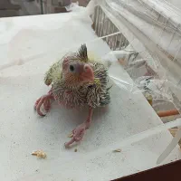 عروس هلندی نرو ماده مولد با ۲ جوجه|پرنده|ساری, |دیوار