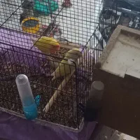 طوطی برزیلی