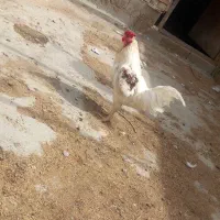 خروس دو رگه