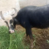 فروش فوری قیمت مقطوع