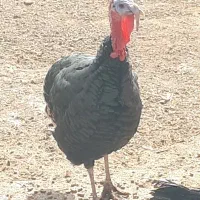 بوقلمون تعداد ۱۸ عدد|حیوانات مزرعه|تربت‌حیدریه, بازار|دیوار