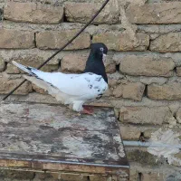 نر کله سیاه شرور لون