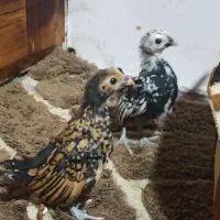 جوجه سبرایت