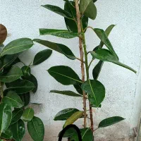 بنفشه|آرایشی، بهداشتی، درمانی|مشهد, حیدرآباد|دیوار