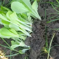 نشا   کاهو پیچ