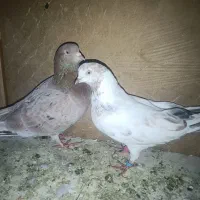 یه جفت سرور زرددهنجور