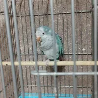 راهب نر مست ۳ساله