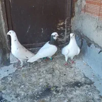 کفتر کبوتر پرشی رنگه