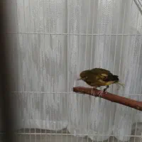 قناری نر|پرنده|تهران, یافت آباد جنوبی|دیوار