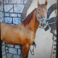 نریان ۷ ساله