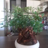 بنسا