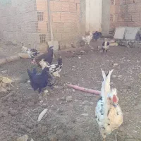 فروش گلین چهارماه زیرقیمت|حیوانات مزرعه|بهشهر, |دیوار