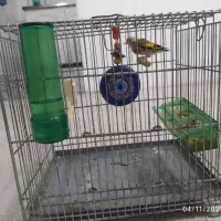 جوجه سهره نر