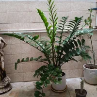 گل زامو فیلیا