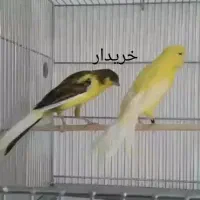 قناری|پرنده|بروجن, |دیوار