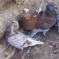 کبوتر معاوضه و فروش|پرنده|اردبیل, |دیوار