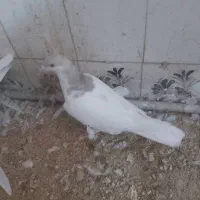 کفتر، مرغ عشق ، فنچ