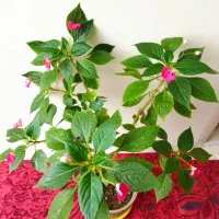 گل‌های طبیعی
