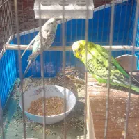 مرغ عشق با قفس