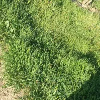 گندم بذری آبی بوجاری شده