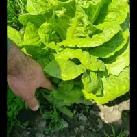 کاهو روغنی پیچ