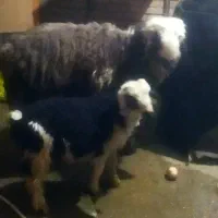 بره نر خمیر و چاق|حیوانات مزرعه|اندیمشک, |دیوار