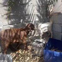 دو عدد کهره