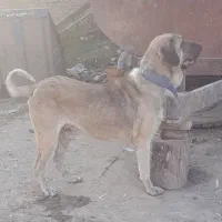 واگزاری سگ‌ پژدر نر