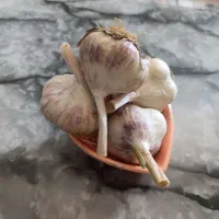 سیر محلی تازه
