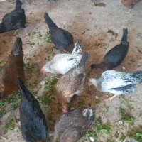 مرغ عربی|حیوانات مزرعه|اهواز, کارون|دیوار